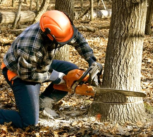 Tree Removal in Max Meadows, VA